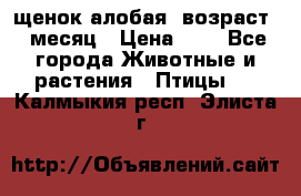 щенок алобая .возраст 1 месяц › Цена ­ 7 - Все города Животные и растения » Птицы   . Калмыкия респ.,Элиста г.